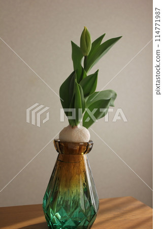 Hydroponics of tulips ◦. .. .. Hydroponics of tulips ○ ◦. .. .. Hydroponics of tulips ◦. .. .. Hydroponics of tulips ○ ◦. .. .. 114771987