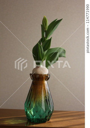 Hydroponics of tulips ◦. .. .. Hydroponics of tulips ○ ◦. .. .. Hydroponics of tulips ◦. .. .. Hydroponics of tulips ○ ◦. .. .. 114771990