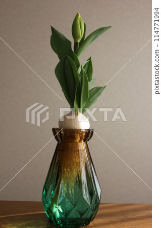 Hydroponics of tulips ◦. .. .. Hydroponics of tulips ○ ◦. .. .. Hydroponics of tulips ◦. .. .. Hydroponics of tulips ○ ◦. .. .. 114771994