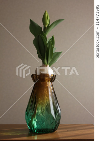 Hydroponics of tulips ◦. .. .. Hydroponics of tulips ○ ◦. .. .. Hydroponics of tulips ◦. .. .. Hydroponics of tulips ○ ◦. .. .. 114771995