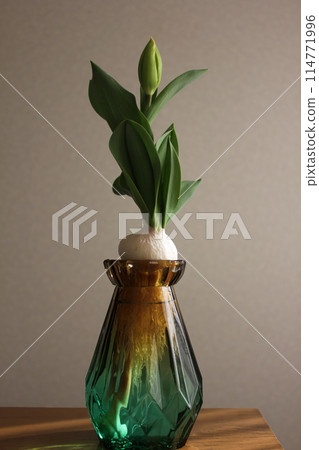 Hydroponics of tulips ◦. .. .. Hydroponics of tulips ○ ◦. .. .. 114771996