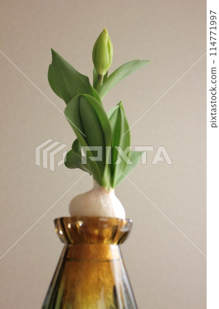 Hydroponics of tulips ◦. .. .. Hydroponics of tulips ○ ◦. .. .. Hydroponics of tulips ◦. .. .. Hydroponics of tulips ○ ◦. .. .. 114771997