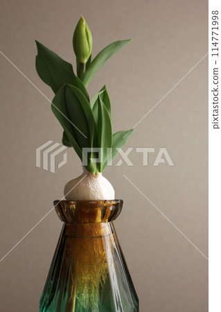 Hydroponics of tulips ◦. .. .. Hydroponics of tulips ○ ◦. .. .. Hydroponics of tulips ◦. .. .. Hydroponics of tulips ○ ◦. .. .. 114771998