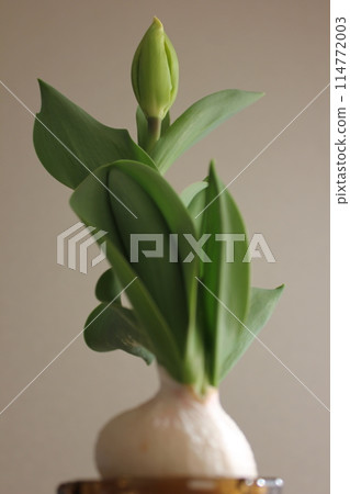 Hydroponics of tulips ◦. .. .. Hydroponics of tulips ○ ◦. .. .. Hydroponics of tulips ◦. .. .. Hydroponics of tulips ○ ◦. .. .. 114772003