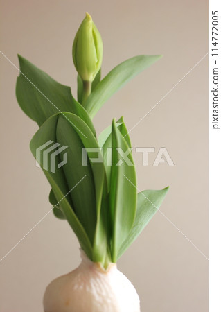 Hydroponics of tulips ◦. .. .. Hydroponics of tulips ○ ◦. .. .. Hydroponics of tulips ◦. .. .. Hydroponics of tulips ○ ◦. .. .. 114772005