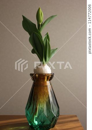 Hydroponics of tulips ◦. .. .. Hydroponics of tulips ○ ◦. .. .. 114772006