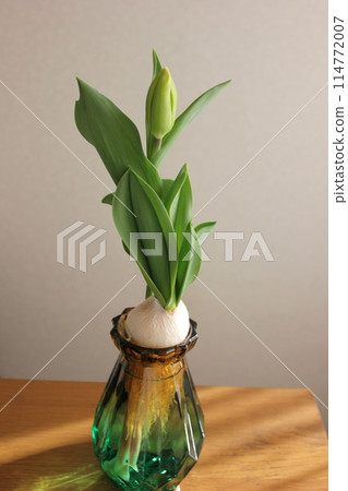 Hydroponics of tulips ◦. .. .. Hydroponics of tulips ○ ◦. .. .. Hydroponics of tulips ◦. .. .. Hydroponics of tulips ○ ◦. .. .. 114772007