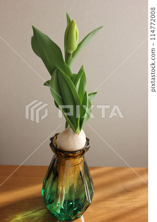 Hydroponics of tulips ◦. .. .. Hydroponics of tulips ○ ◦. .. .. Hydroponics of tulips ◦. .. .. Hydroponics of tulips ○ ◦. .. .. 114772008