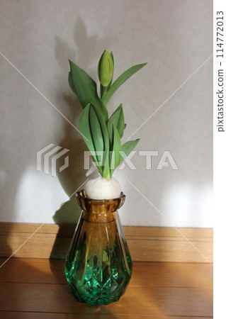 Hydroponics of tulips ◦. .. .. Hydroponics of tulips ○ ◦. .. .. Hydroponics of tulips ◦. .. .. Hydroponics of tulips ○ ◦. .. .. 114772013