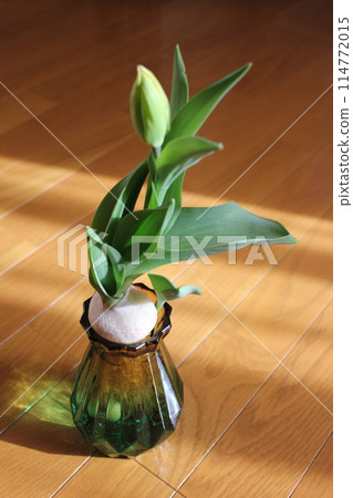 Hydroponics of tulips ◦. .. .. Hydroponics of tulips ○ ◦. .. .. Hydroponics of tulips ◦. .. .. Hydroponics of tulips ○ ◦. .. .. 114772015