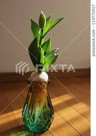 Hydroponics of tulips ◦. .. .. Hydroponics of tulips ○ ◦. .. .. Hydroponics of tulips ◦. .. .. Hydroponics of tulips ○ ◦. .. .. 114772017
