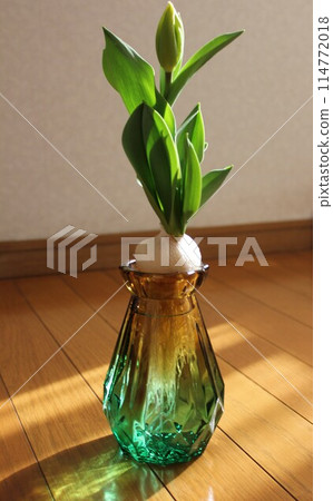Hydroponics of tulips ◦. .. .. Hydroponics of tulips ○ ◦. .. .. Hydroponics of tulips ◦. .. .. Hydroponics of tulips ○ ◦. .. .. 114772018