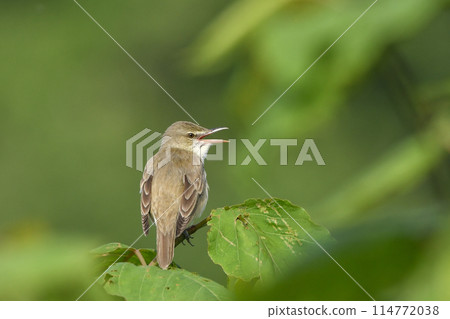 Oyo Yoshikiri Oyo Yoshikiri 114772038