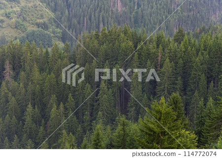 Aerial of pine forest with flowing fog. Aerial of pine forest with flowing fog. 114772074
