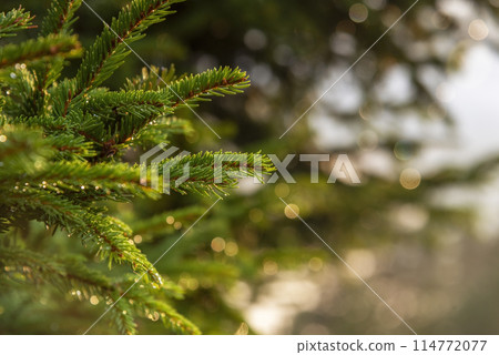 Beautiful Christmas Background with green pine tree brunch close up, Beautiful Christmas Background with green pine tree brunch close up, 114772077