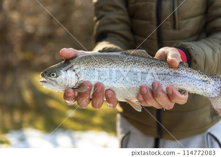 Catch of a rainbow trout by a fly fisherman in the river. 114772083