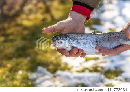 Catch of a rainbow trout by a fly fisherman in the river. Catch of a rainbow trout by a fly fisherman in the river. 114772084