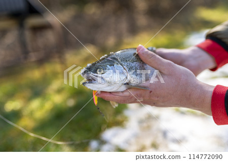 Catch of a rainbow trout by a fly fisherman in the river. 114772090