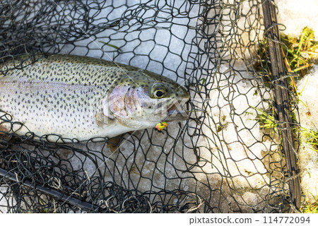 Catching a brown trout in the river. Catching a brown trout in the river. 114772094