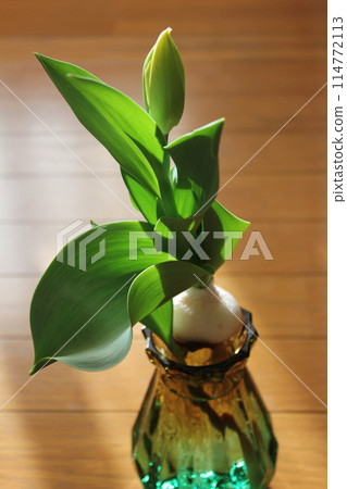 Hydroponics of tulips ◦. .. .. Hydroponics of tulips ○ ◦. .. .. Hydroponics of tulips ◦. .. .. Hydroponics of tulips ○ ◦. .. .. 114772113