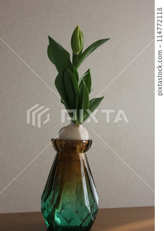 Hydroponics of tulips ◦. .. .. Hydroponics of tulips ○ ◦. .. .. 114772118