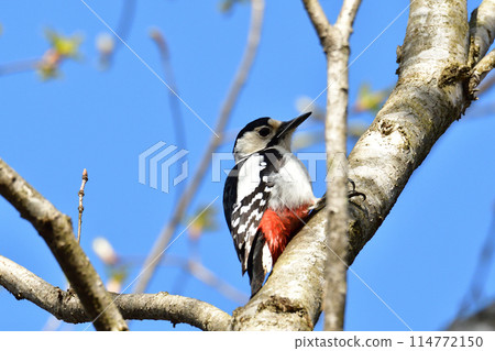 紅啄木鳥2 114772150