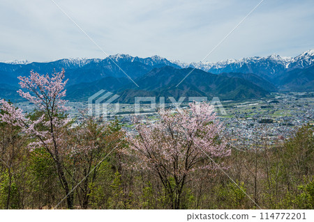 從獵鷹觀景台眺望大町和北阿爾卑斯山,櫻花盛開 從獵鷹觀景台眺望大町和北阿爾卑斯山,櫻花盛開 114772201