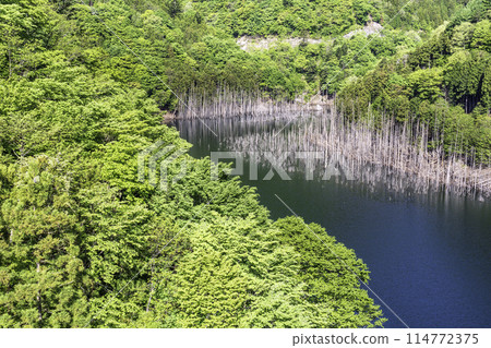 新綠湯西川湖的水下森林 114772375