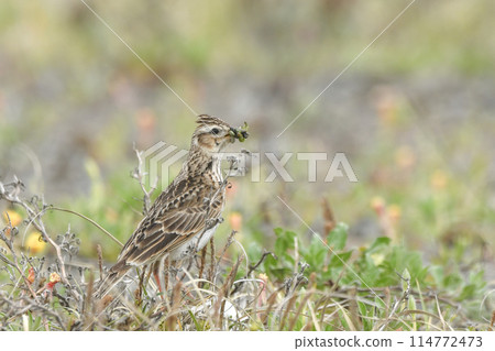 Lark Lark 114772473