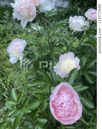 Pink flowers 114772640