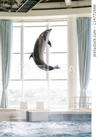 Dolphins to jump 114772666