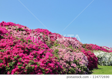Asakayama Greenway and Azaleas 114772690