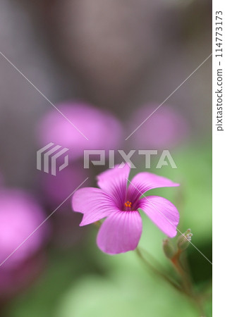 Cute pink caterpillar flowers 114773173