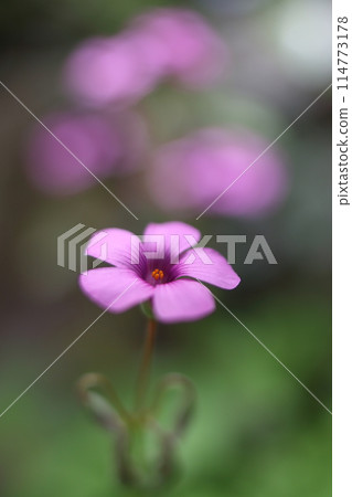可愛的粉紅色酢漿草花 可愛的粉紅色酢漿草花 114773178