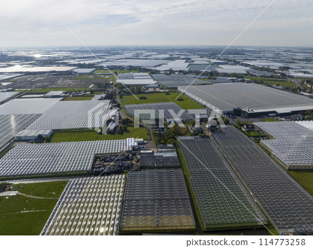 Wide Squaresd of Greenhouses located in the Netherlands, Aerial Drone view. Green Glasshouses near to Monster, Hague. Wide Squaresd of Greenhouses located in the Netherlands, Aerial Drone view. Green Glasshouses near to Monster, Hague. 114773258