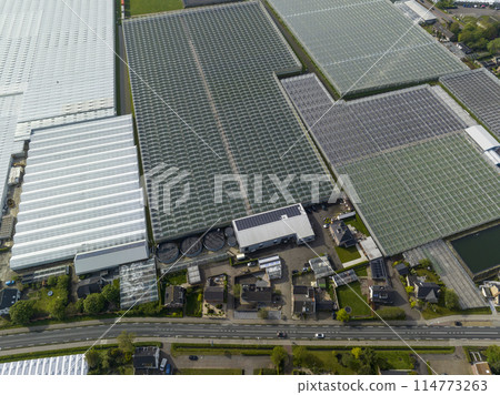 Wide Squaresd of Greenhouses located in the Netherlands, Aerial Drone view. Green Glasshouses near to Monster, Hague. 114773263