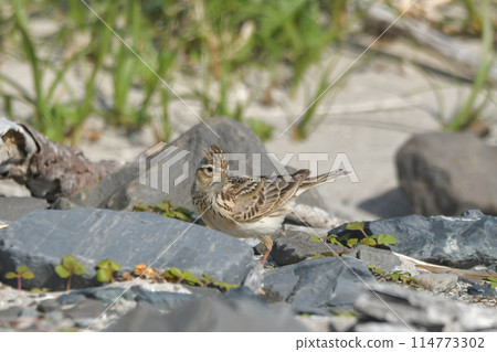 Lark 114773302