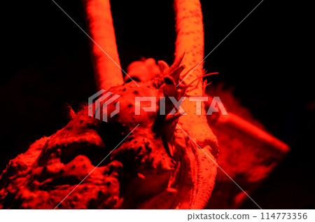 Japanese spider crab 114773356