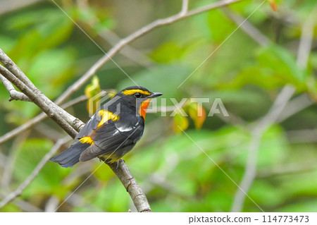 Kibitaki Kibitaki 114773473