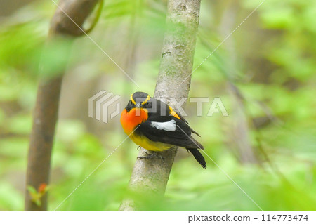 Kibitaki Kibitaki 114773474