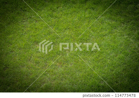 Green grass lawn verdant surface background texture natural nature black design vignette Green grass lawn verdant surface background texture natural nature black design vignette 114773478
