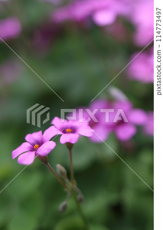 漂亮的酢漿草花 114773497
