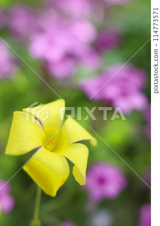 黃色Okibana catablis 114773571