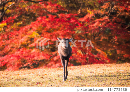 奈良公園秋葉中行走的鹿 奈良公園秋葉中行走的鹿 114773586