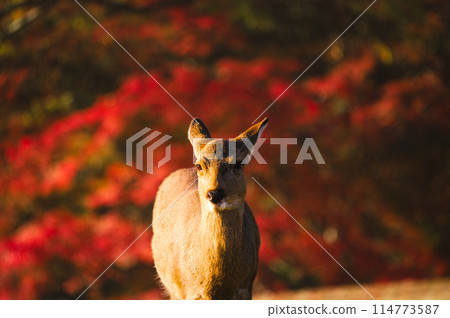 奈良公園秋葉中行走的鹿 114773587