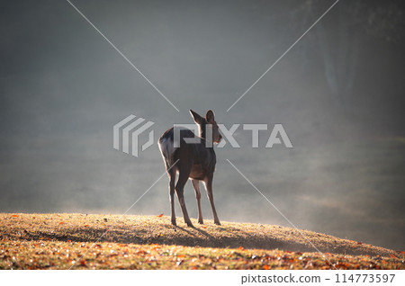 Autumn in Nara Park, deer walking through the early morning mist 114773597