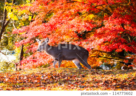 A deer walking through the autumn grassland and red foliage of Nara Park A deer walking through the autumn grassland and red foliage of Nara Park 114773602