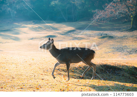 早上奈良公園的小鹿好可愛 早上奈良公園的小鹿好可愛 114773603