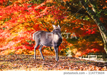 奈良公園的鹿走過紅色的秋葉 114773604