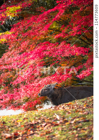 奈良公園的鹿走過紅色的秋葉 奈良公園的鹿走過紅色的秋葉 114773609